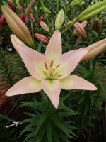 [5123 Party Diamond DJ No01.JPG]